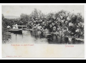 picture post card Siracusa Fiume Anapo con piante di papiri