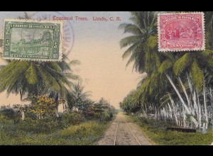 Costa Rica: 1935 picture post card Cocoanut Trees Limon