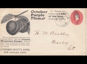 USA 1902: Mountain Grape, New Canaan, Conn to Derby, Purple Plum incl. bills